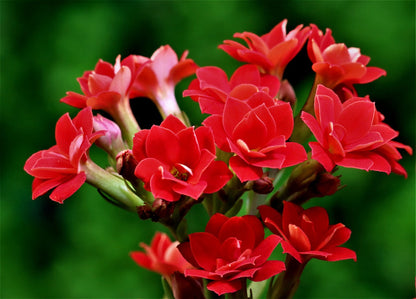 Red Kalanchoe (Blossfeldiana) All Time Flowering Live Plant
