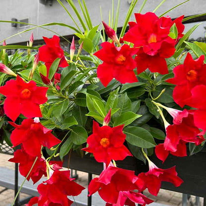 Red Mandevilla / Rocktrumpet Flowering Live Plant