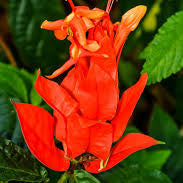 Ruellia Chartacea (Red Candle) Live Plant – Exotic Red Flowering Plant