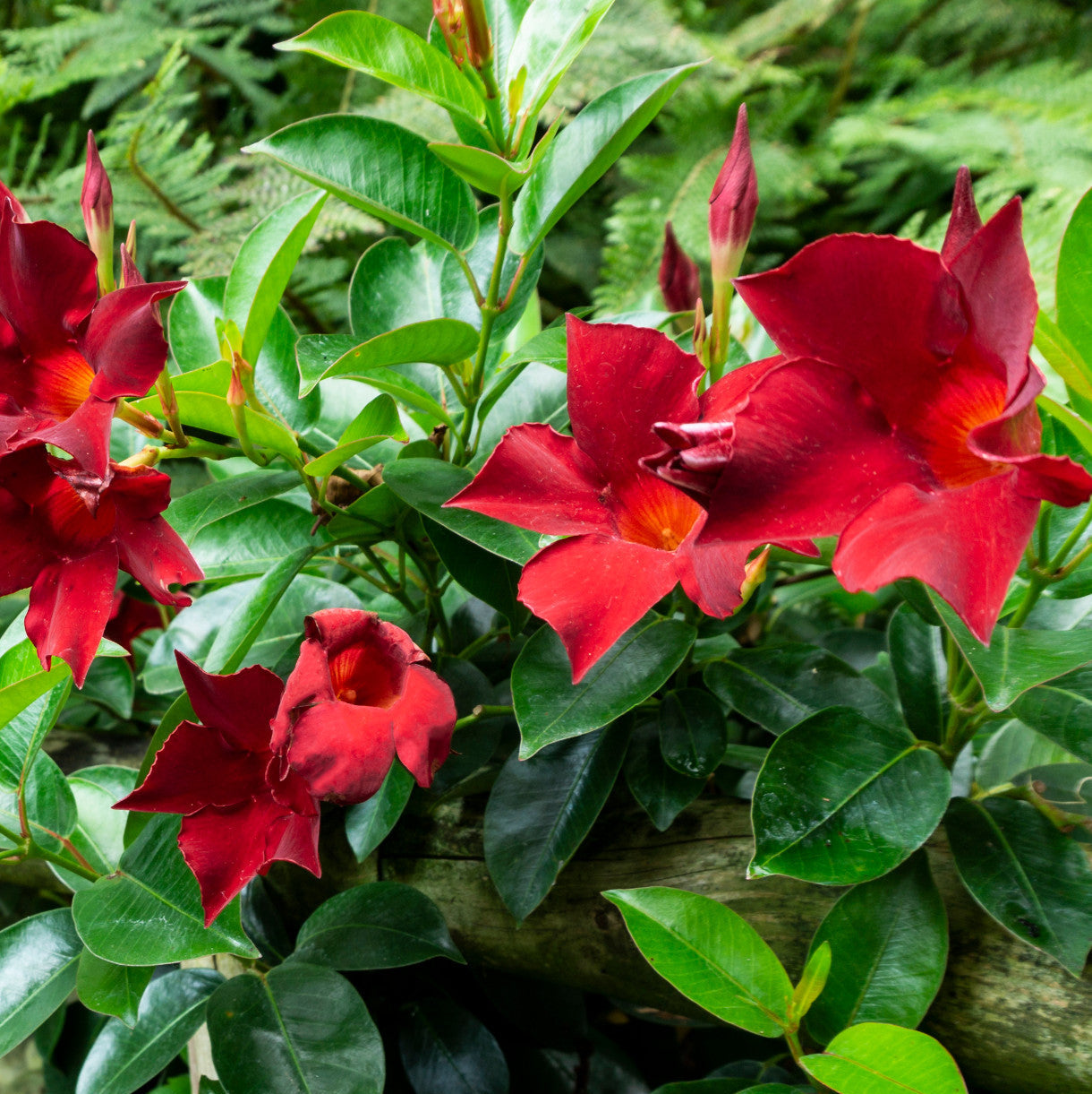 Red Mandevilla / Rocktrumpet Flowering Live Plant