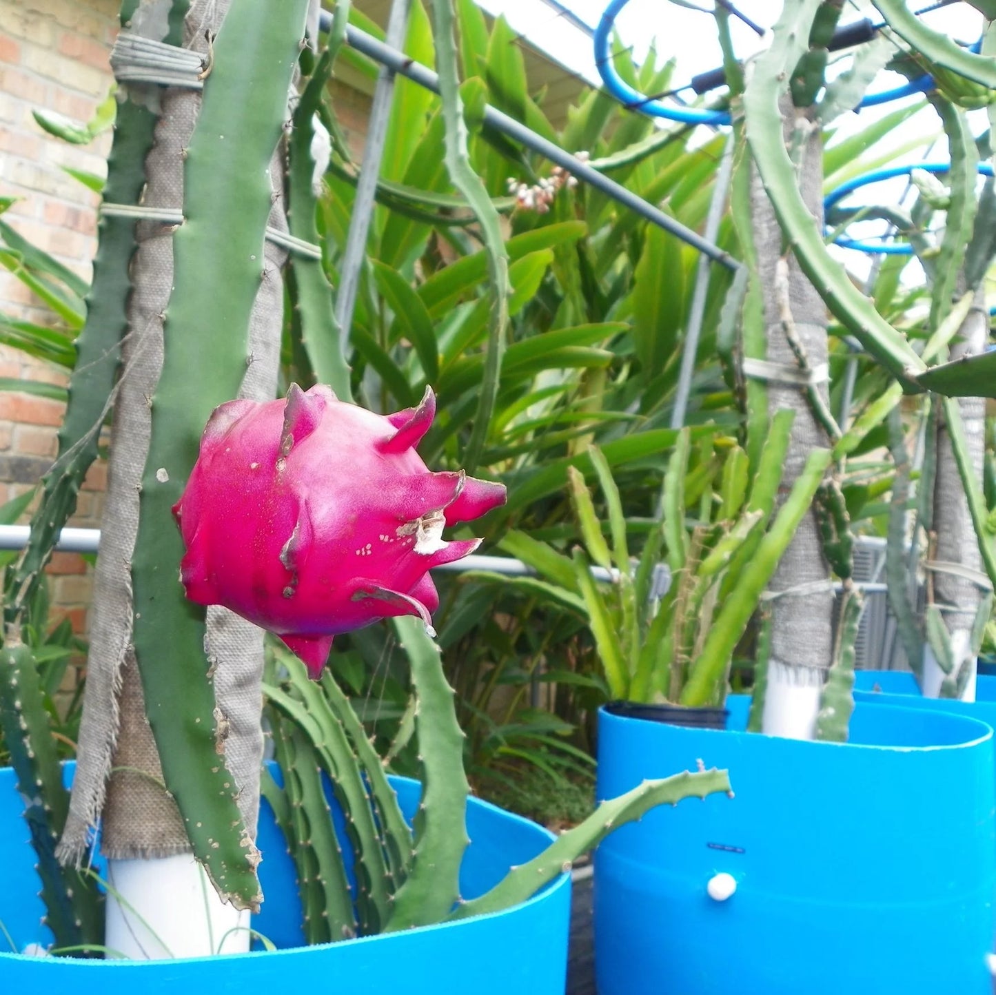 Dragon Fruit Red Jaina (Deep Red Flesh) Sweet Variety Rooted Plant