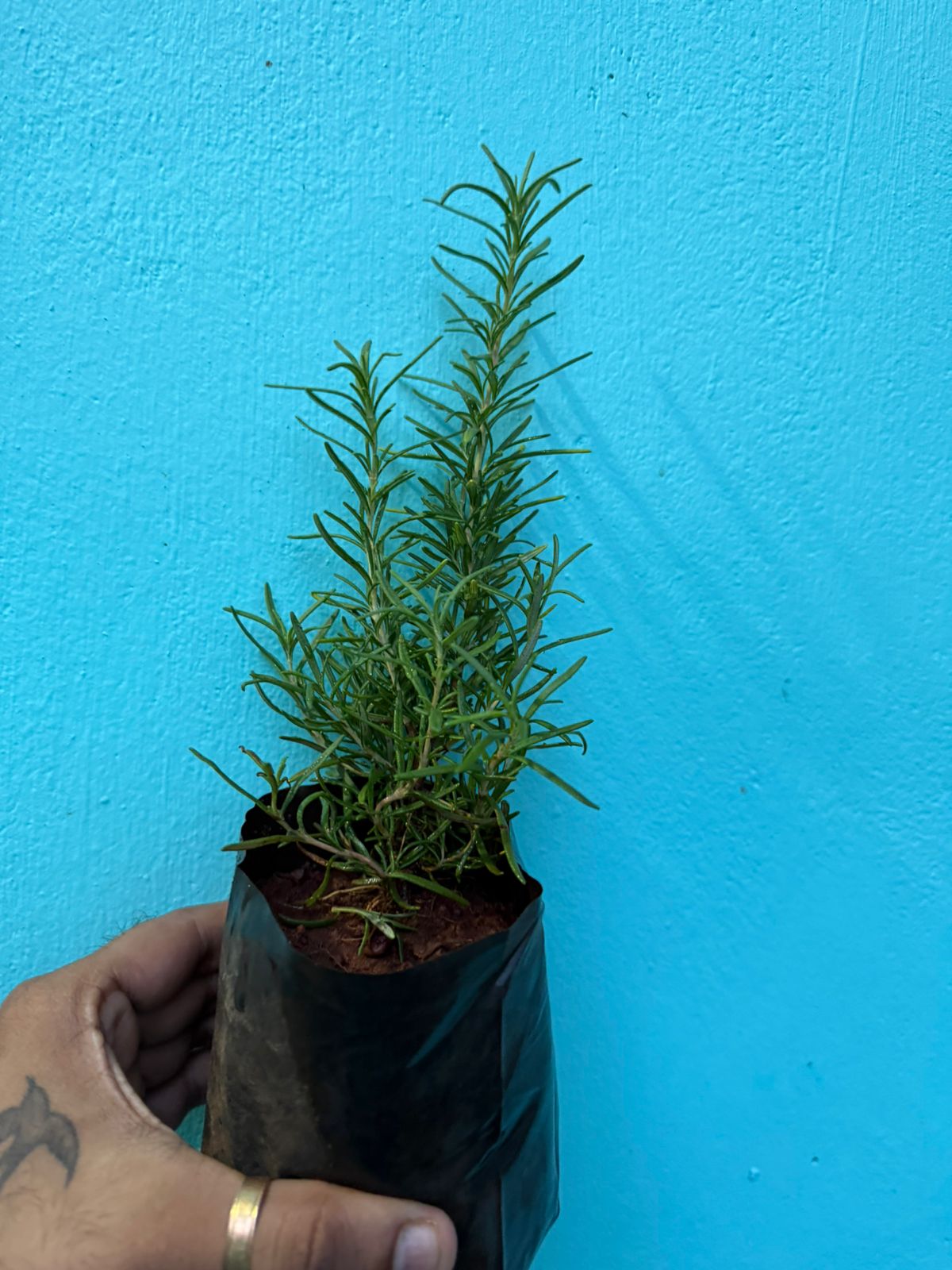 Rosemary Spice/ Medicinal Live Plant