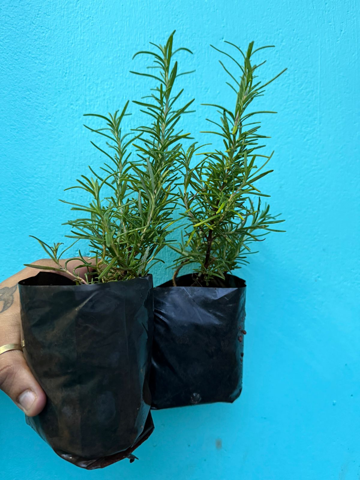 Rosemary Spice/ Medicinal Live Plant