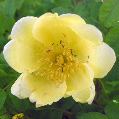 Rosa Hugonis Flowering Grafted Live Plant with Flower