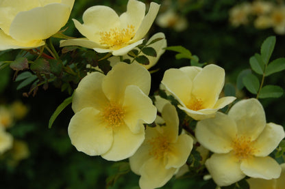 Rosa Hugonis Flowering Grafted Live Plant with Flower
