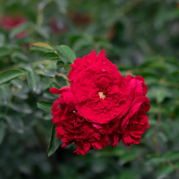 Red Eden Creeper/Climber Rose Live Plant