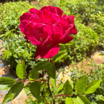 Red Eden Creeper/Climber Rose Live Plant