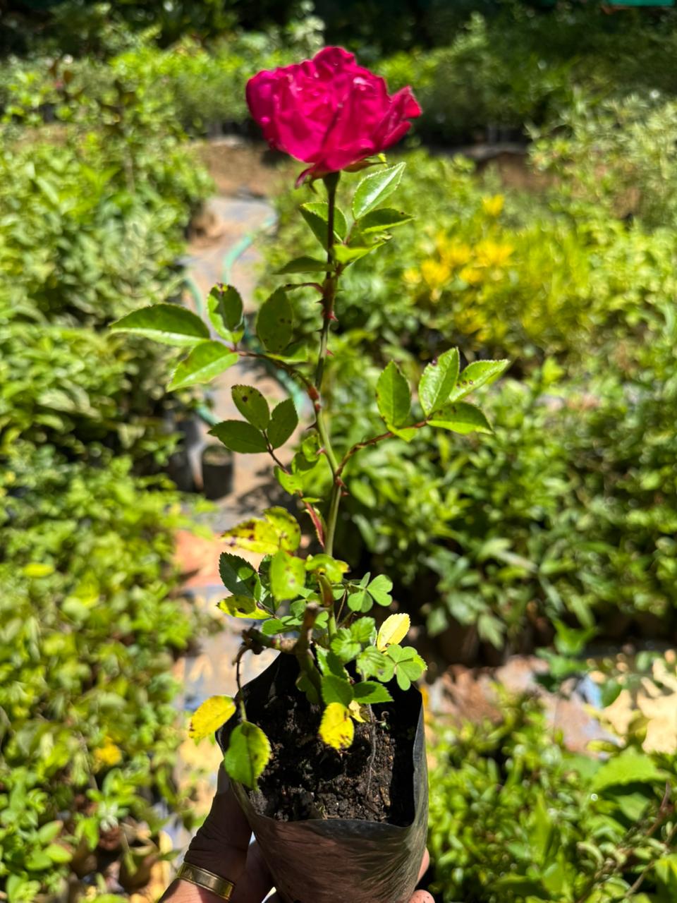 Red Eden Creeper/Climber Rose Live Plant