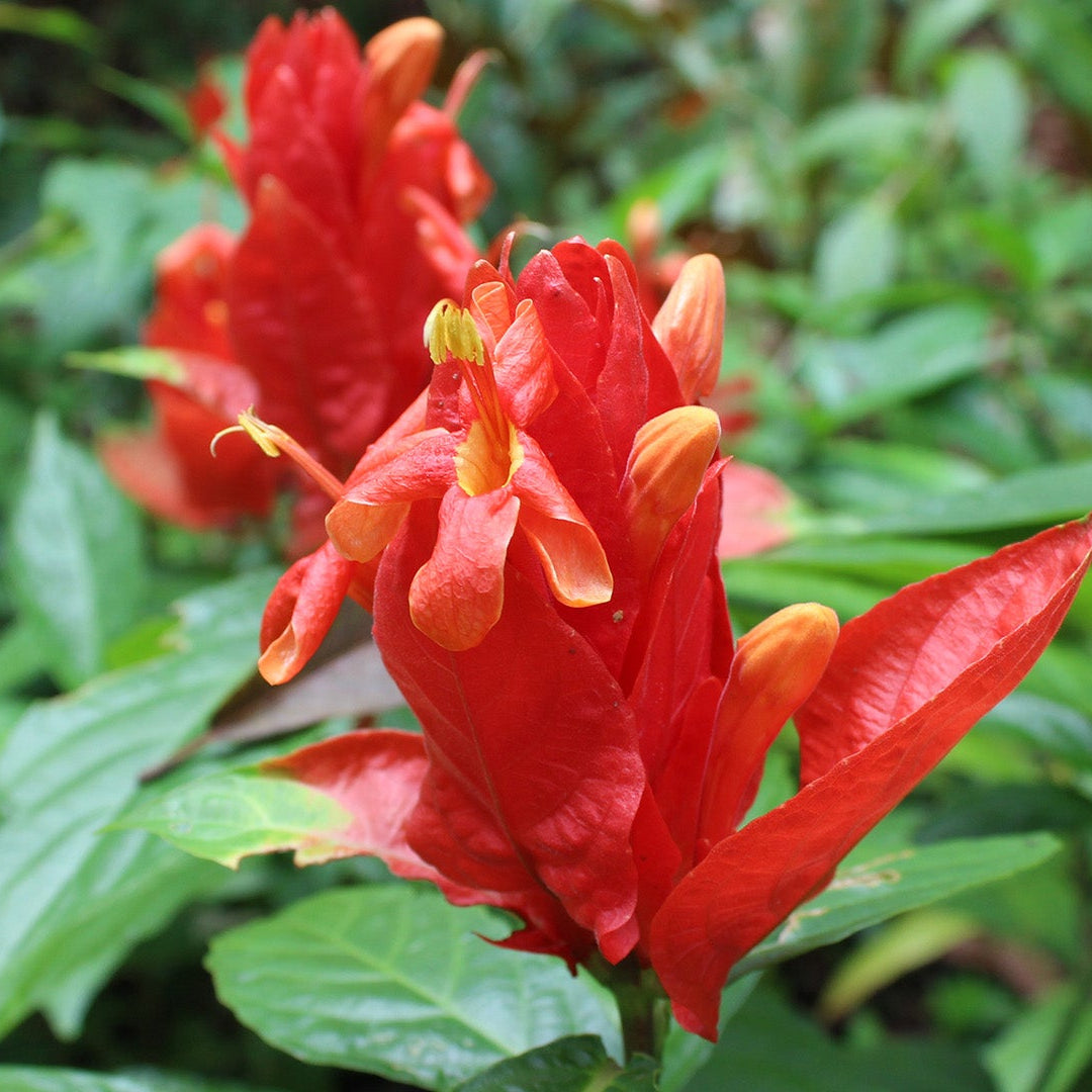 Ruellia Chartacea (Red Candle) Live Plant – Exotic Red Flowering Plant