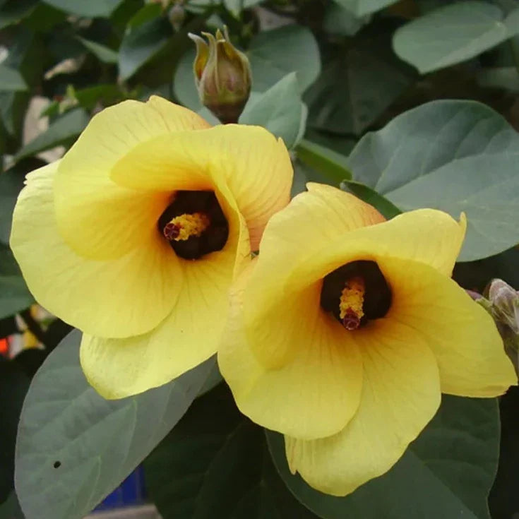 Hibiscus Tiliaceus (Sea Hibiscus) Flowering Live Plant with Green Leaves