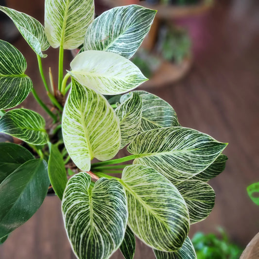 Philodendron 'Birkin' Indoor / Outdoor Live Plant