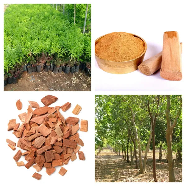 Sandalwood (Sandal) Santalum album Live Plant