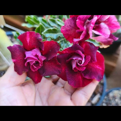 Desert Rose Maroon Double Petal (Adenium obesum) Flowering Live Plant