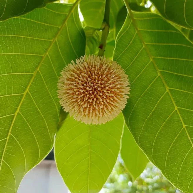 Dwarf Kadamba Yellow Fragrant All Time Flowering Live Plant