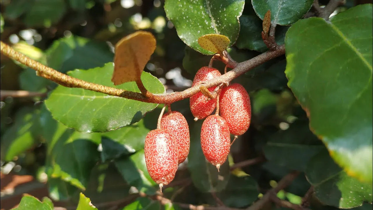 Silver Berry Live Plant (Elaeagnus Commutata)