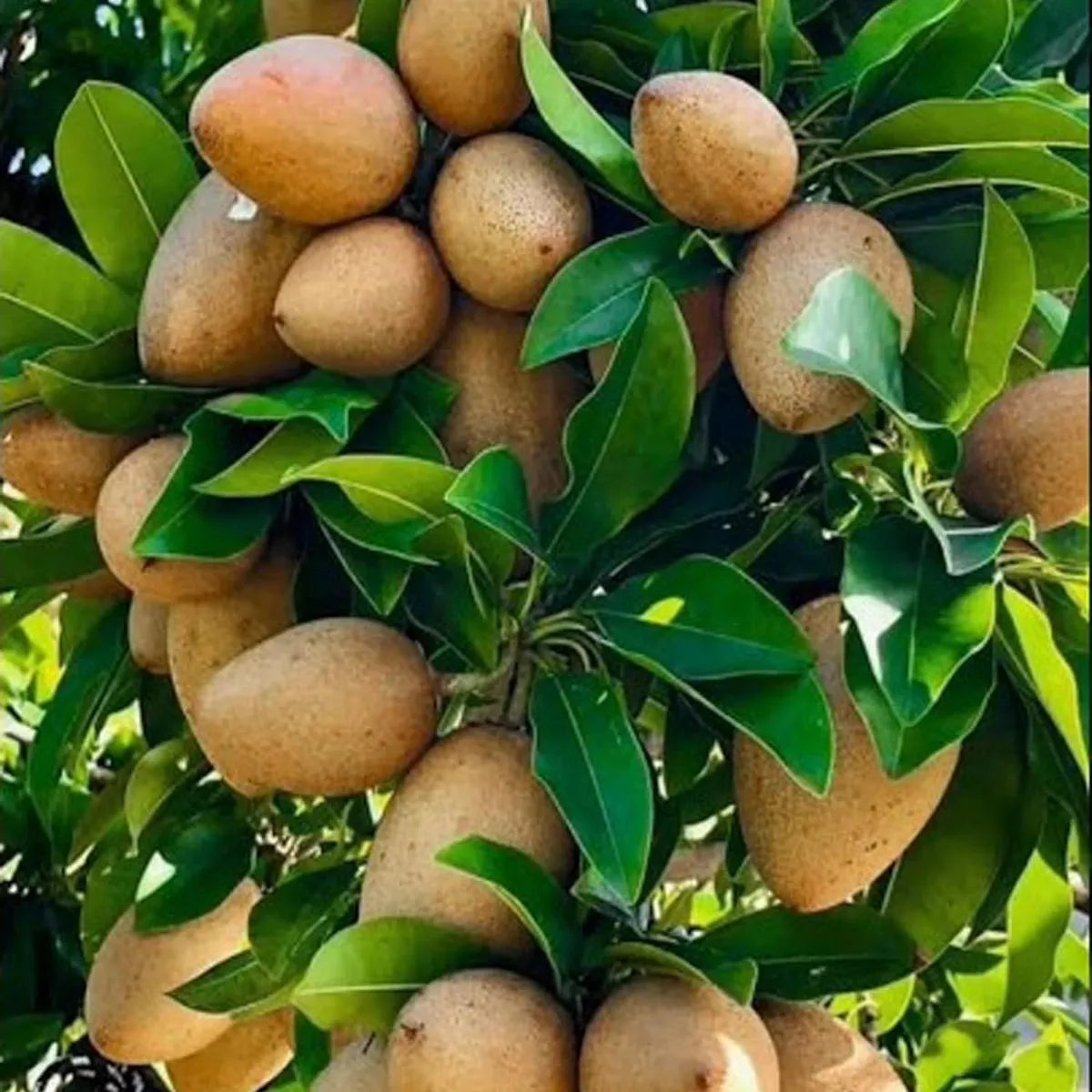 Kalapati Sapota (Chikoo) Fruit Live Plant
