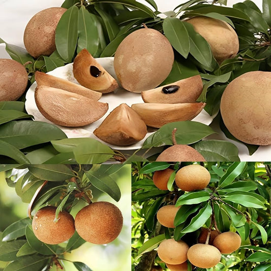 Kalapati Sapota (Chikoo) Fruit Live Plant