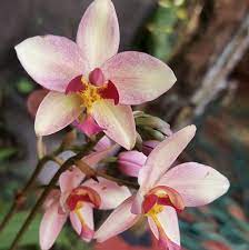 Spathoglottis plicata Cream Ground Orchid