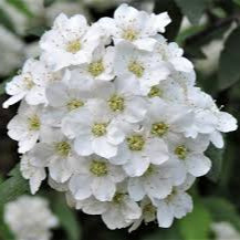 Spirea Cantoniensis Rare All Time Flowering Live Plant