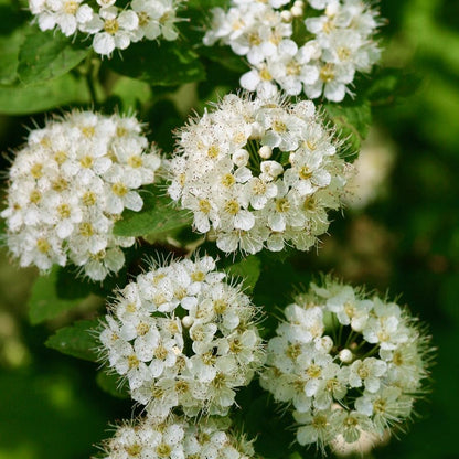 Spirea Cantoniensis Rare All Time Flowering Live Plant
