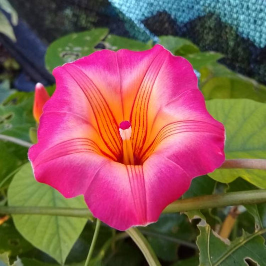 Hawaiian Bell Sunset Vine (Stictocardia Beraviensis) All Time Flowering Live Plant