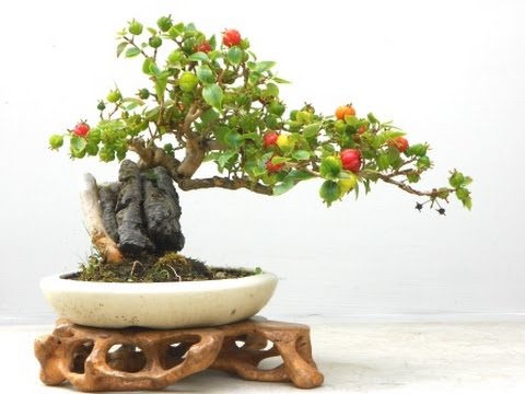 Surinam cherry  Bonsai Tree  Live Plant