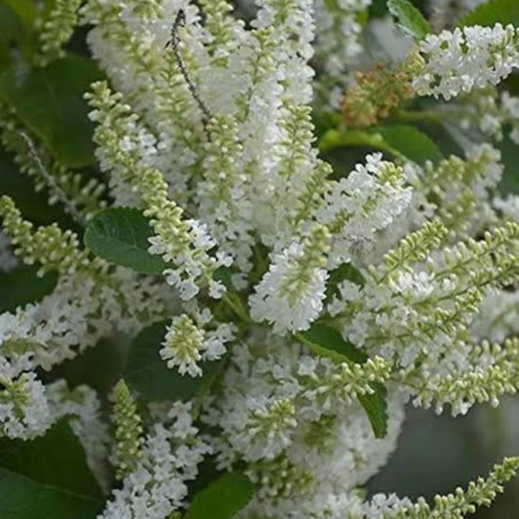 Sweet Almond Bush Live Plant – Highly Fragrant Flowering Plant