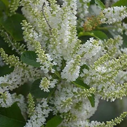 Sweet Almond Bush Live Plant – Highly Fragrant Flowering Plant