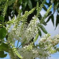 Sweet Almond Bush Live Plant – Highly Fragrant Flowering Plant