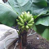 Dwarf Thailand Banana(musa acuminata) Fruit plant