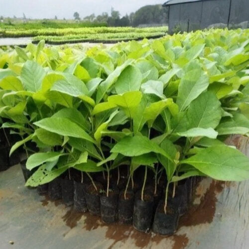 Teak Tree (Tectona grandis) Live Plant