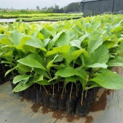 Teak Tree (Tectona grandis) Live Plant