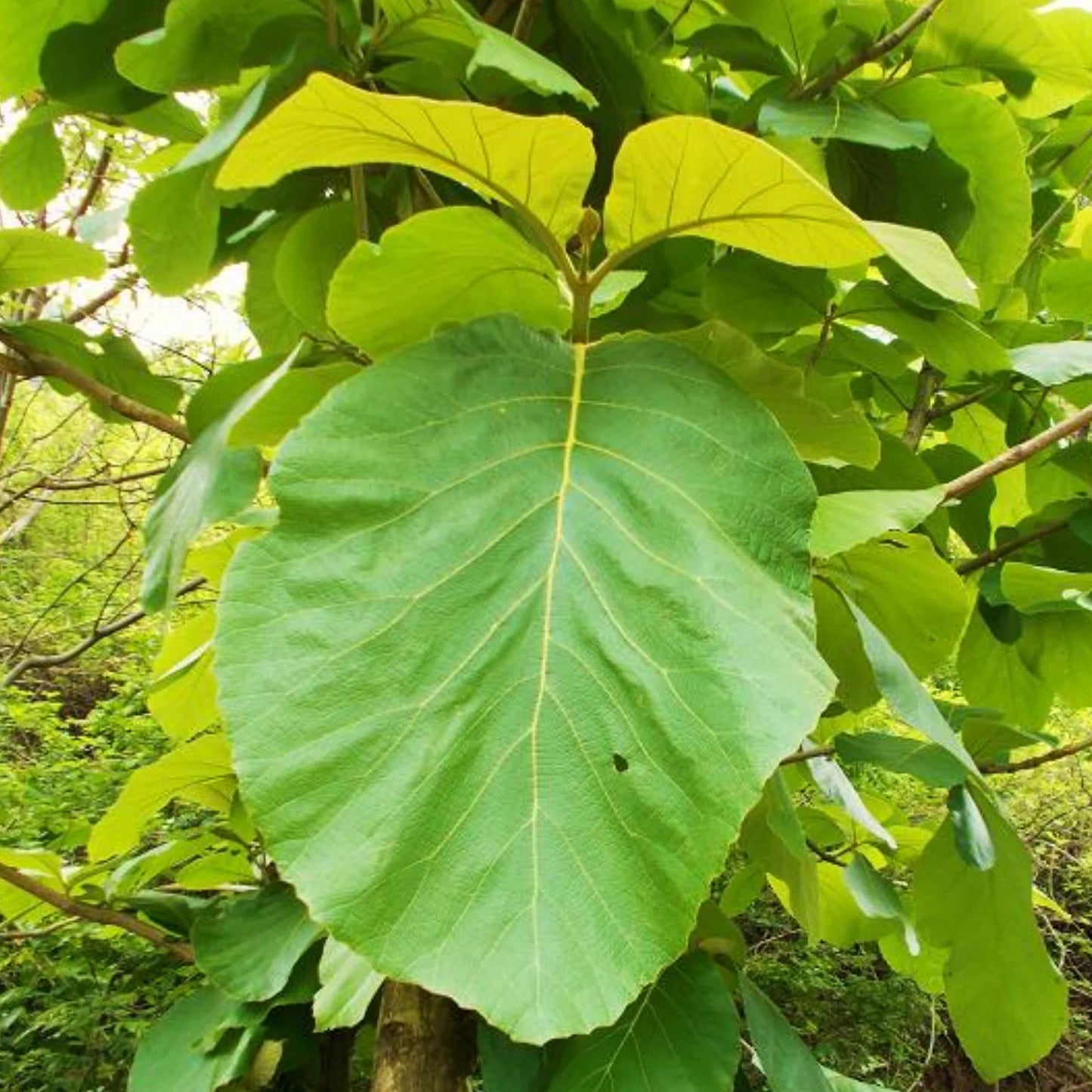 Teak Tree (Tectona grandis) Live Plant