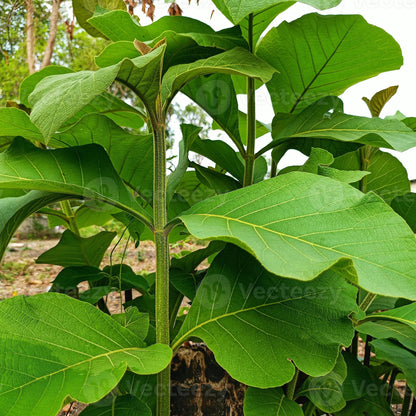 Teak Tree (Tectona grandis) Live Plant