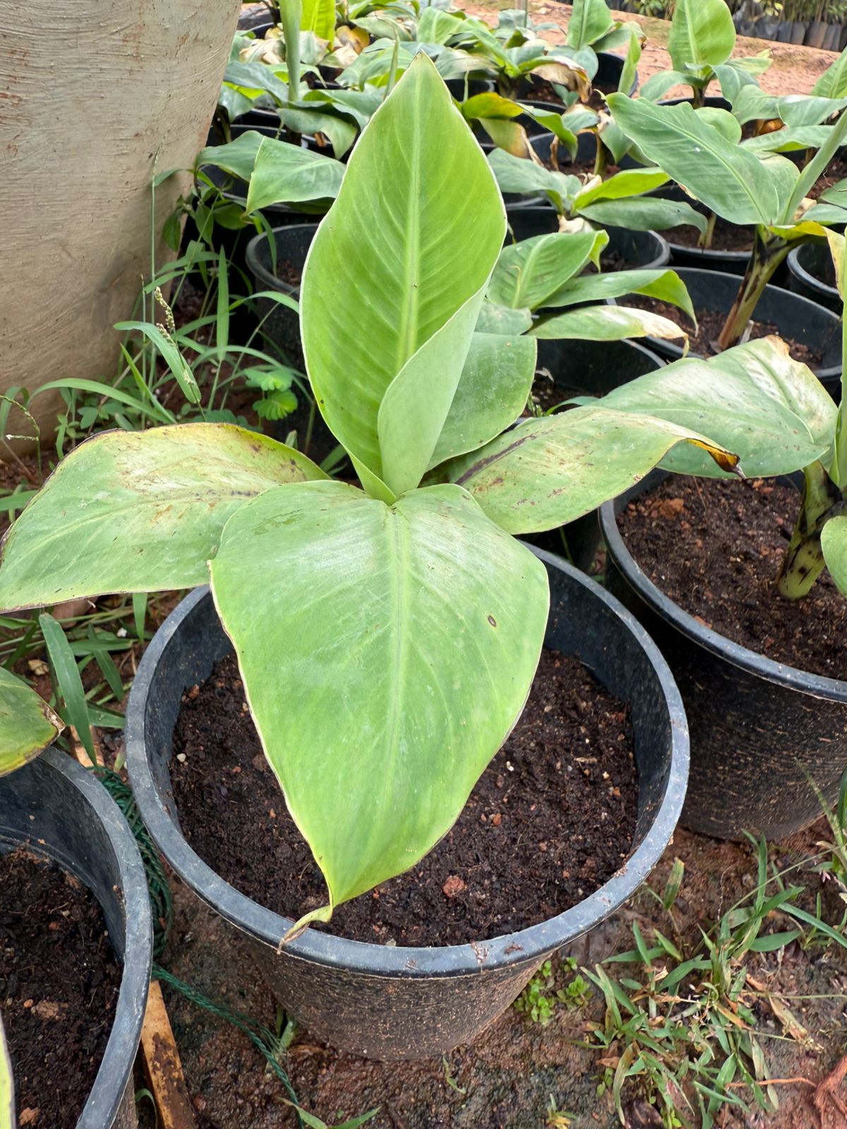 Dwarf Thailand Banana(musa acuminata) Fruit plant