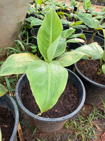 Dwarf Thailand Banana(musa acuminata) Fruit plant