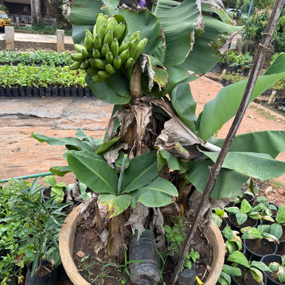 Dwarf Thailand Banana(musa acuminata) Fruit plant