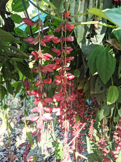 Scarlet Clock Vine (Thunbergia cocinea) Rare All Time Flowering Live Plant