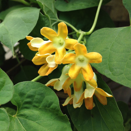 Kodi Sampangi / Tonkin Jasmine Live Plant