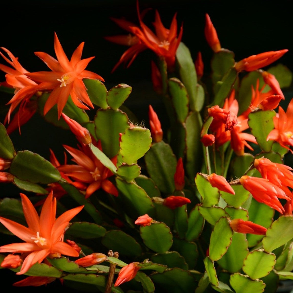 Christmas Cactus Orange Live Plant