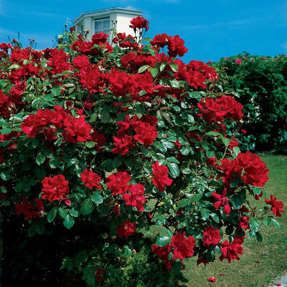 Fragrant Don Juan Red Creeper/Climber Rose Rare Live Plant
