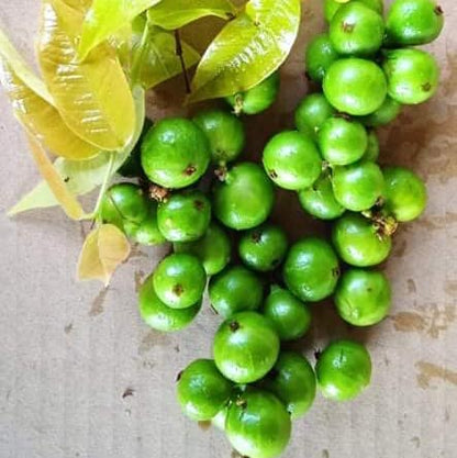 Jaboticaba Green Crystal Fruit  Live Plant