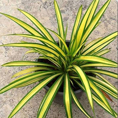 Variegated Pandanus  Indoor / Outdoor Live Plant