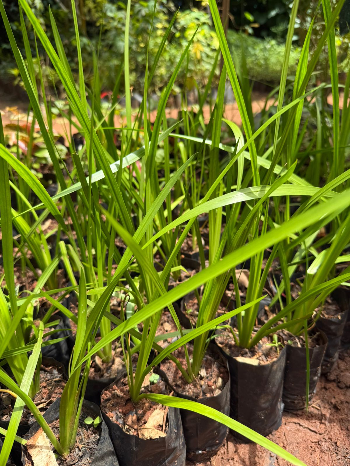 Vayambu (Acorus calamus)Medicinal Live Plant