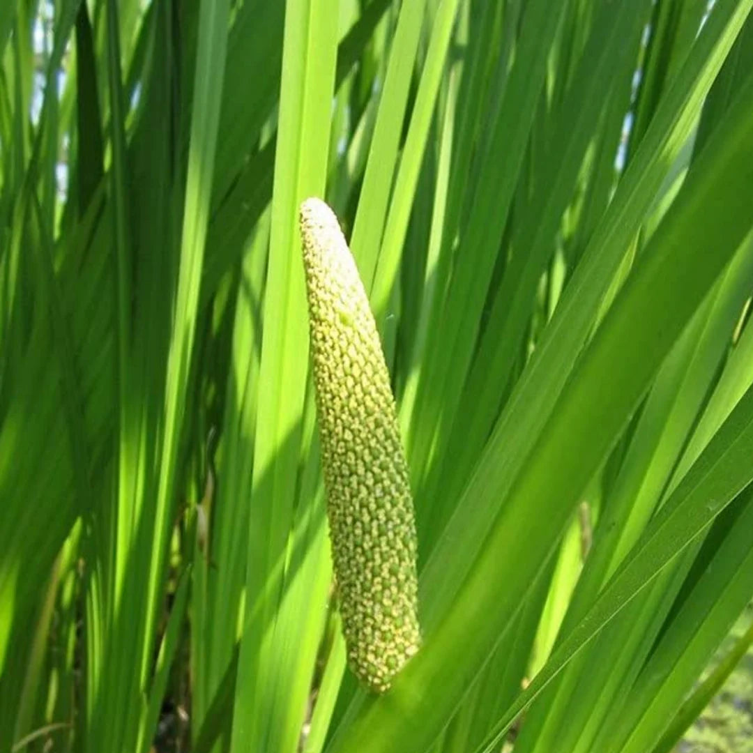 Vayambu (Acorus calamus)Medicinal Live Plant