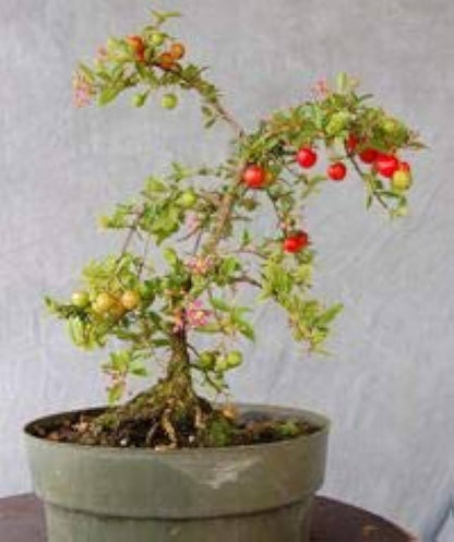 Western cherry  Bonsai Tree  Live Plant