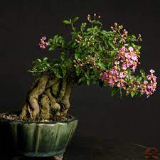 Western cherry  Bonsai Tree  Live Plant