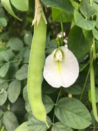 White Butterfly Pea Vine (Clitoria ternatea) Flowering Live Plant