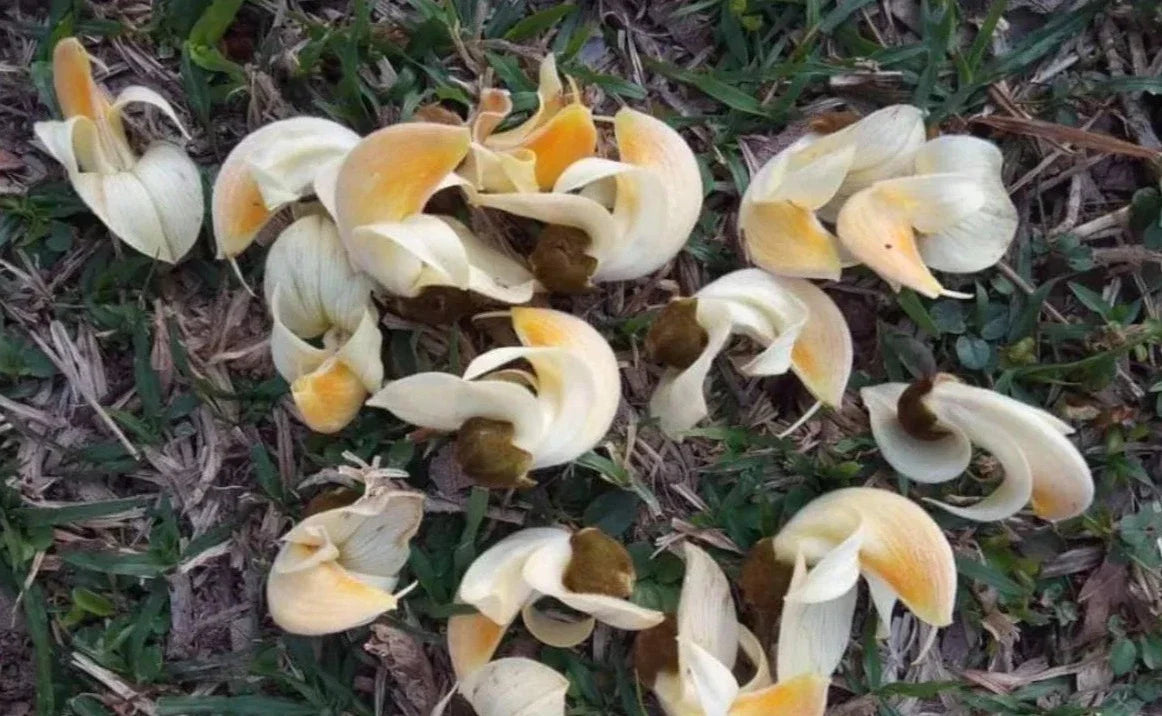 White Palash (Butea Monosperma) Layered Live Plant