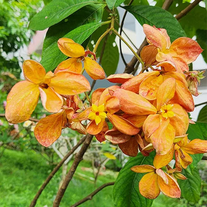 Mussaenda orange All Time Flowering Live Plant